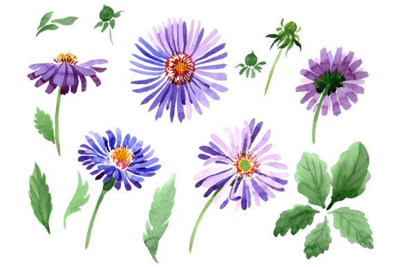Asters Watercolor Illustrations for Crafters