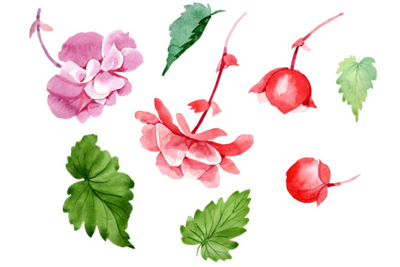 Begonia Flower Plant Watercolor Set Illustrations
