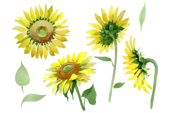 Bright Yellow Sunflower Watercolor Illustrations