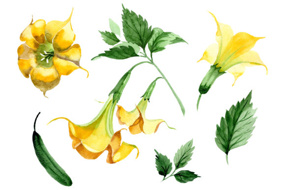 Brugmansia Yellow Flower Watercolor Illustrations