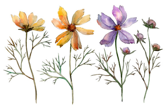 Cosmos Flower Watercolor Set & Illustrations
