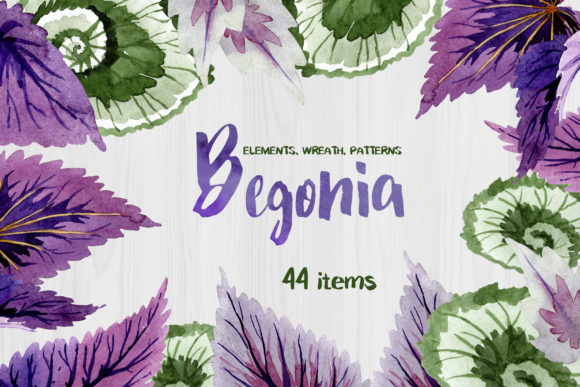 Decorative Begonia Purple Watercolor Illustrations