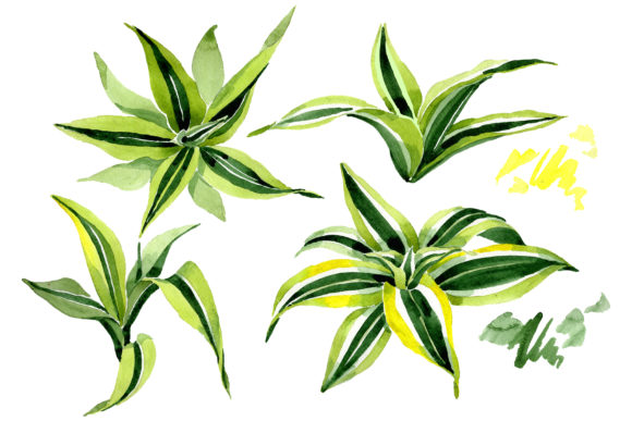 Dracena Watercolor: A Review for Illustrations