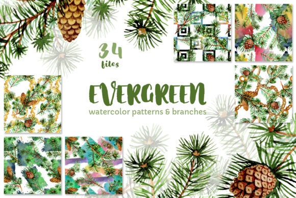 Evergreen with Buds Watercolor Illustrations