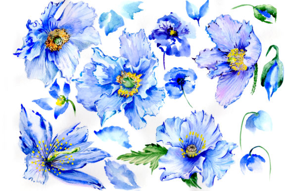 Gently Blue Poppies Watercolor Set & Illustrations