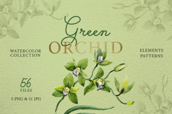 Green Orchid Watercolor: Premium Illustrations