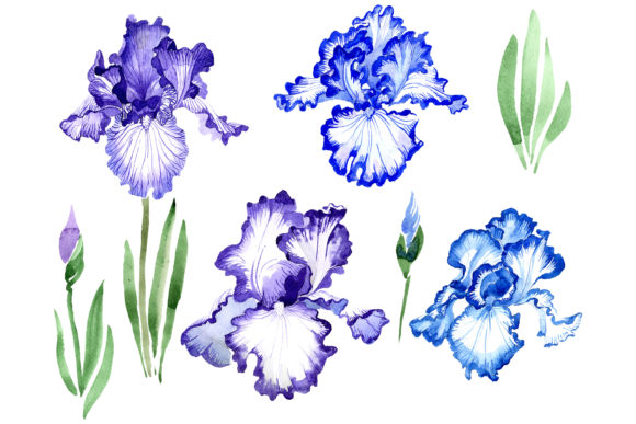 Iris Bearded Blue Watercolor Illustrations