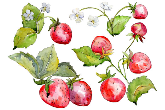 Juicy Strawberry Watercolor Illustrations Review