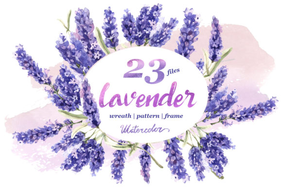 Lavender Flowers in Watercolor Illustrations Review