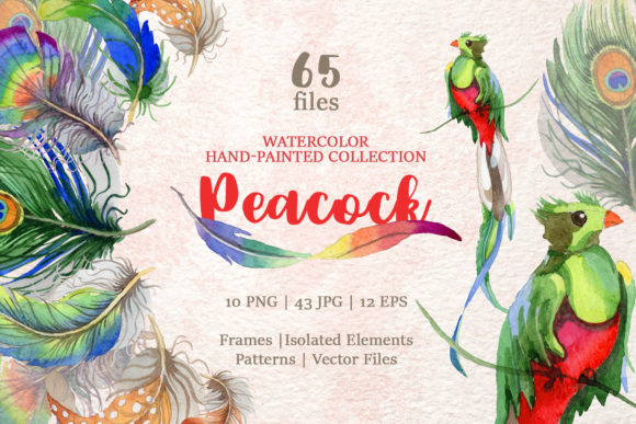 Peacock Watercolor Illustrations Review