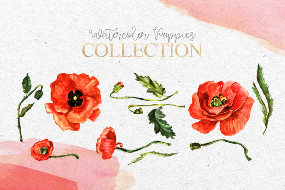 Red Poppies Flowers Clipart Watercolor Illustrations