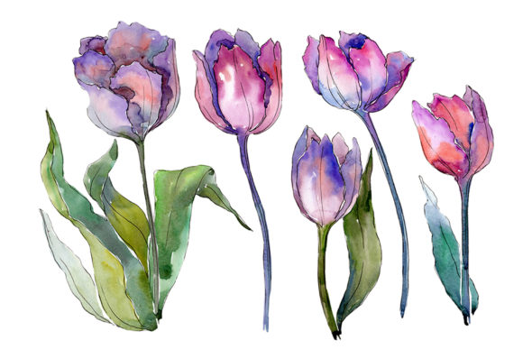 Reviewing Bouquet with Tulips Diodorus Watercolor