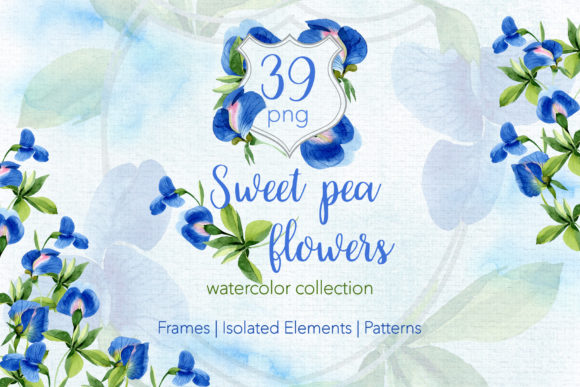 Sweet Pea Flowers Watercolor Illustrations Review