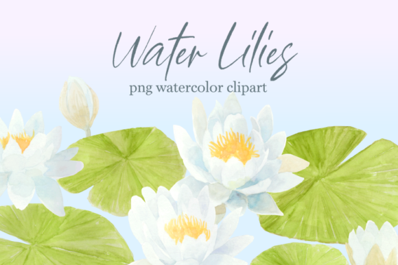 Water Lily Floral Watercolor Clipart Set Review
