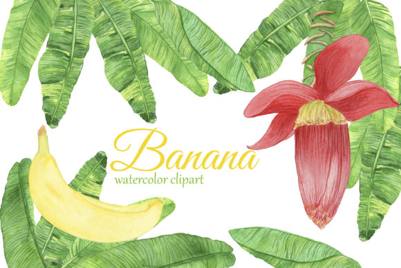 Watercolor Banana Clipart & Illustrations Review