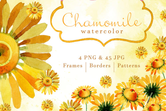 Wildflower Yellow Chamomile Illustrations Review